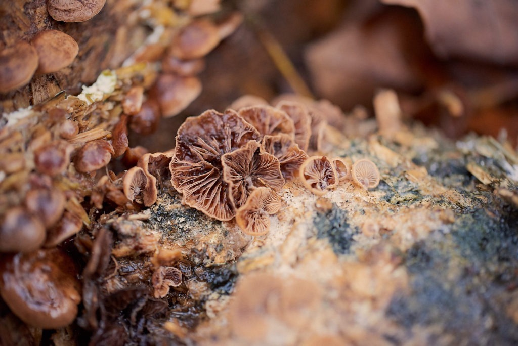 201217 - rik makes - decomposing cabinet #12 - 0097_1600px