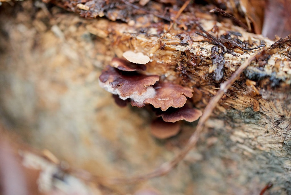 201217 - rik makes - decomposing cabinet #12 - 0105_1600px