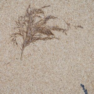 Drifting Dune Fine Blossom 26