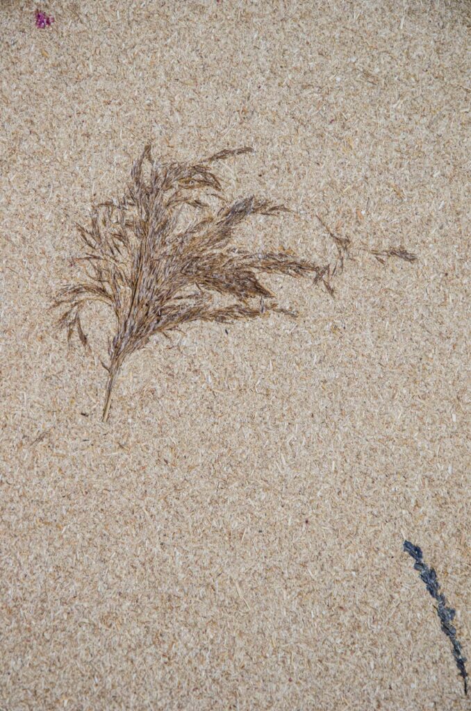 Drifting Dune Partikal Fine Blossom Compostboard-Texture-and-Designs-2026-WEB-121